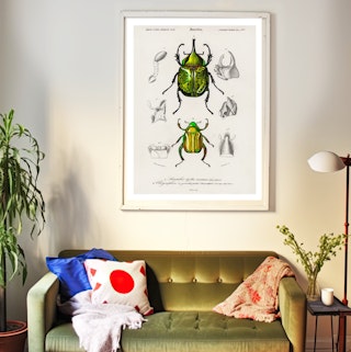 Insect Art Prints and Posters
